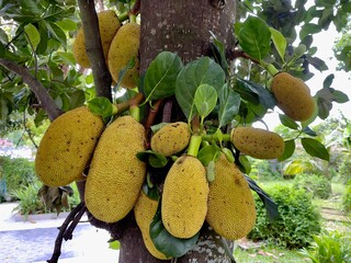 Jackfruits on jackfruit tree in garden. Selective focus