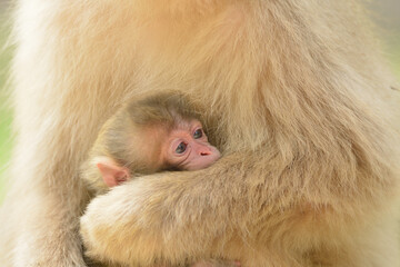 お母さん猿に抱っこされて安心した表情になる子猿