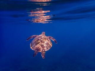 blue green sea turtle swimming