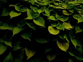 green leaves background