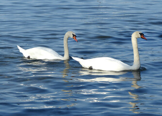 Two white swans at a lake