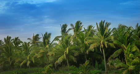 Fototapeta na wymiar Beautiful paradise coconut palm tree at sunset time - Holiday Vacation concept