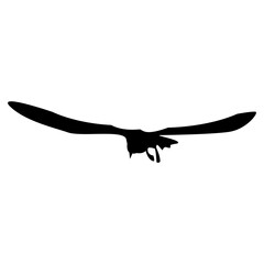 Silhouette flying seagull with spread wings isolated on white. Tern bird.
