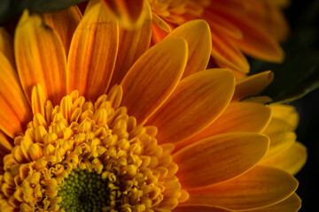 close up of yellow dahlia flower