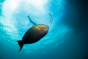 Yellowfin Surgeonfish, The Great Barrier Reef Australia