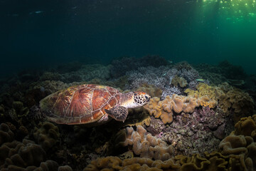 Obraz premium Green Turtle, The Great Barrier Reef Australia