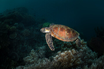 Green Turtle, The Great Barrier Reef Australia