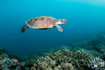 Naklejka na ściany i meble Green Turtle, The Great Barrier Reef Australia