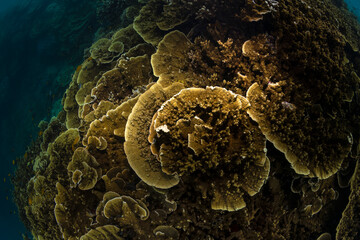 Great Barrier Reef, Cairns Australia