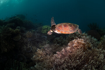 Fototapeta na wymiar Green Turtle, The Great Barrier Reef Australia