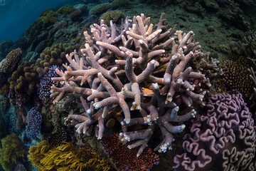 Fototapeta na wymiar Great Barrier Reef, Cairns Australia