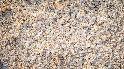 Crushed colorful sea shells background