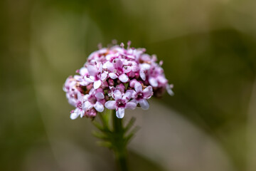 Valeriana dioica in meadow