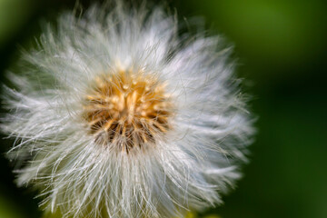 Taraxacum officinale in meadow, close up shoot	
