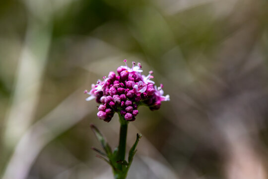 Valeriana dioica in meadow, close up shoot	