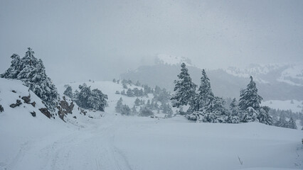 Fototapeta premium Snow covered forest on top of mountain Ai-Petri after blizzard. Crimea