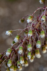 Petasites paradoxus flower in meadow, close up shoot	