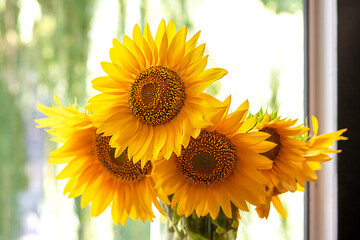 A beautiful bouquet of sunflowers in a glass vase on the window. © Nataliia