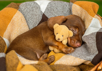 Brown flowering dachshund puppy sleeping on brown plaid with a teddy bear hugging