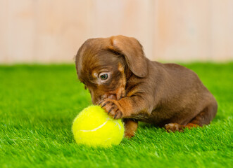 A small brown dachshund puppy lying on the green grass of the lawn next to a yellow tennis ball. - Powered by Adobe