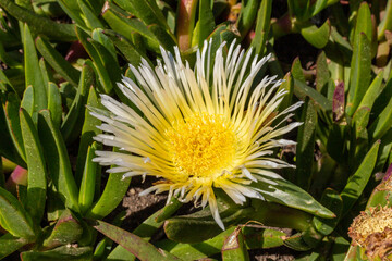 Carpobrotus edulis yellow plant close up