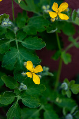 Chelidonium majus flower growing in meadow, macro