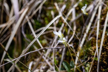 Pinguicula alpina flower growing in meadow, macro