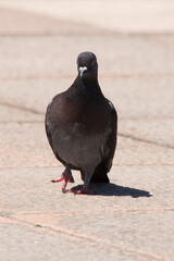 Palomas en la acera de la ciudad