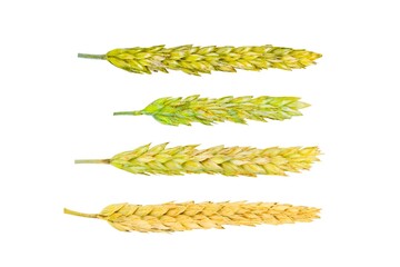 Spikelets with grain on a white background