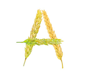 The letter A, made of spikelets of grain on a white background