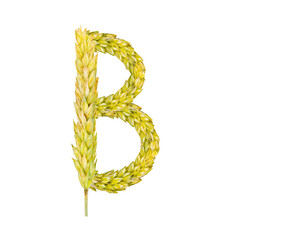 The letter B, made of spikelets of grain on a white background
