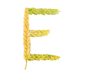 The letter E, made of spikelets of grain on a white background