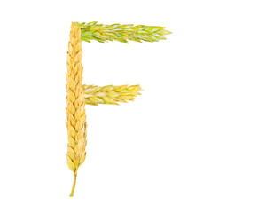The letter F, made of spikelets of grain on a white background
