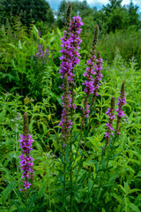 Fototapeta premium Purple flowers of Lythrum salicaria on a natural background.