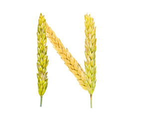 The letter N, made of spikelets of grain on a white background