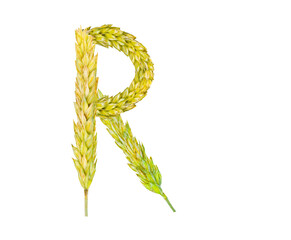 The letter R, made of spikelets of grain on a white background