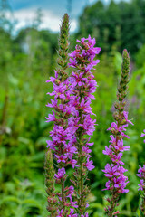 Purple flowers of Lythrum salicaria on a natural background.