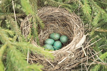 blue thrush bird eggs in dry grass nest on tree