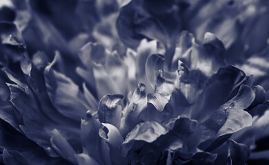 Black peony flower petals. Soft focus. Abstract floral background for holiday brand design