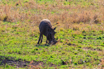 Common warthog (Phacochoerus africanus) in savanna in Serengeti national park, Tanzania