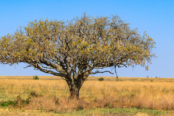 Fototapeta premium Sausage tree (Kigelia africana) in Serengeti national park, Tanzania
