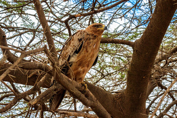 Tawny eagle (Aquila rapax) on a tree in Serengeti national park, Tanzania