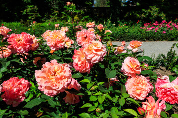 Fototapeta premium Beautiful pink roses on flower bed in a garden