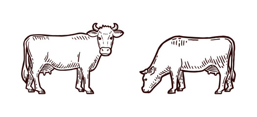 Set of cows. Farm animal. Hand drawn sketch. Vintage style. Color vector illustration.