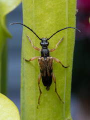 P7240002 longhorn flower beetle (Xestoleptura crassipes) cECP 2022