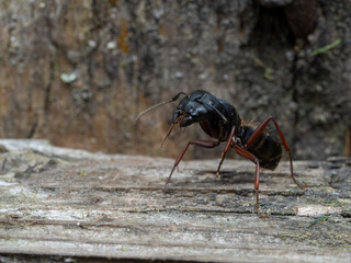 P7160353 western carpenter ant, Camponotus modoc, in threatening position cECP 2022
