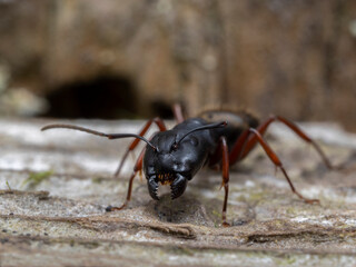 P7110082 close-up of a western carpenter ant, Camponotus modoc, head and jaws cECP 2022