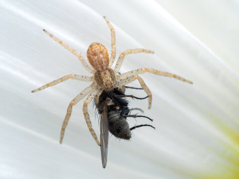 P7220004 crab spider, Philodromus rufus, on a white flower eating a fly cECP 2022