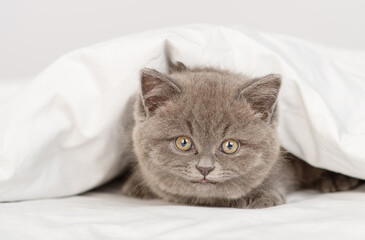 Little gray kitten looks out from under the blankets while lying on the bed