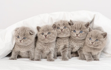Fototapeta na wymiar A lot of gray kittens looking out from under the blankets while lying on the bed
